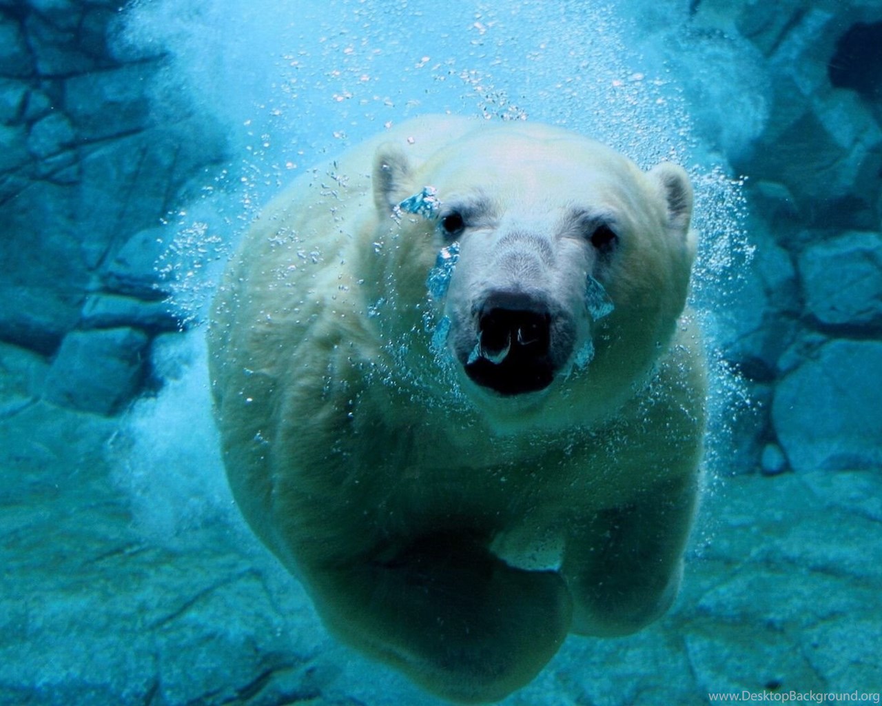 Polar bear steam фото 18