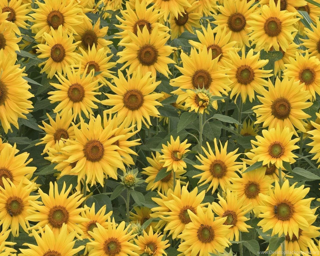 Download Sunflower Tumblr Backgrounds Wallpaper. 