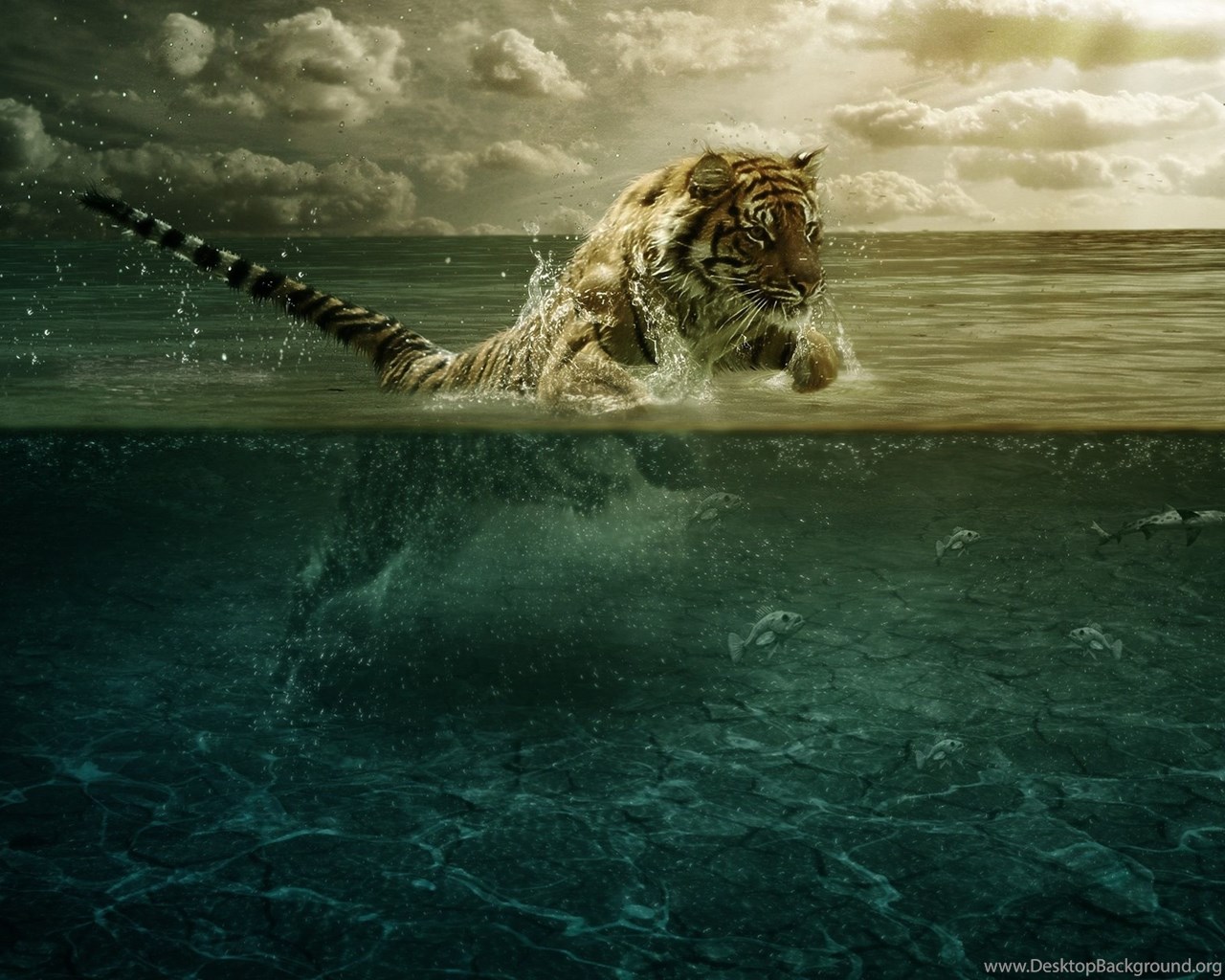 wallpapers Ultra Hd Tiger Wallpaper Iphone ultra hd 4k tiger wallpapers hd