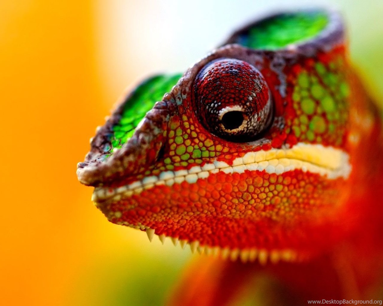 Хамелеон интернет магазин. Хамелеон разноцветный. Глаза хамелеон. Цвет глаз хамелеон. Хамелеон оранжевый.