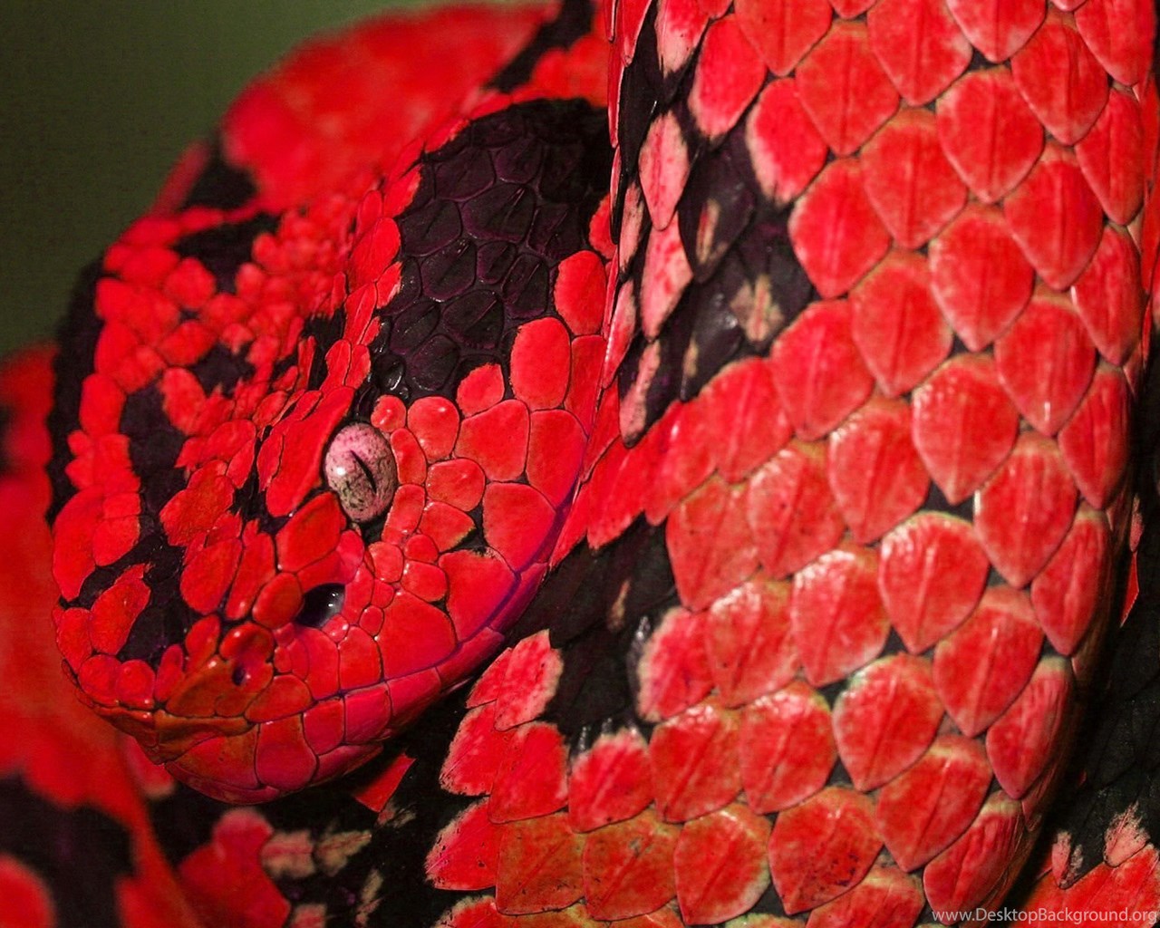 Фото Красных Змей