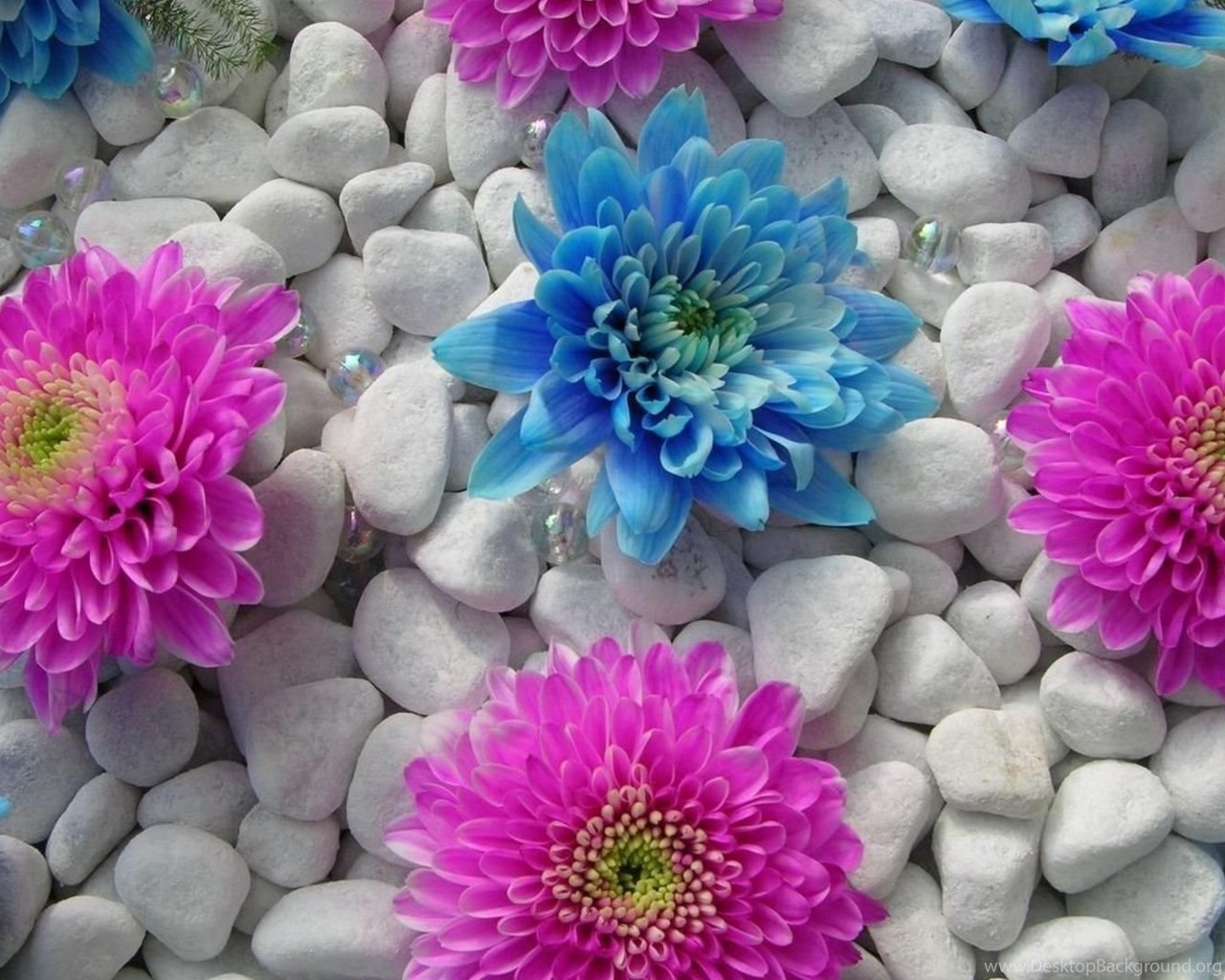 floral wallpapers cutewallpaper org