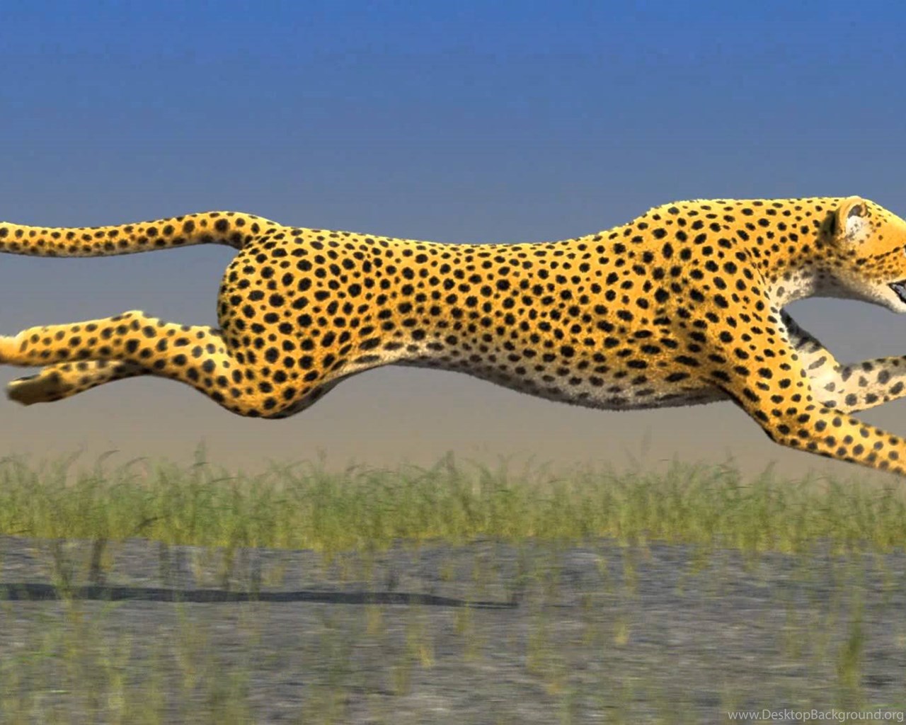 Сколько скорость гепарда. РЗСУ гепард. Гепард бежит. Леопард бежит. Скорость гепарда.