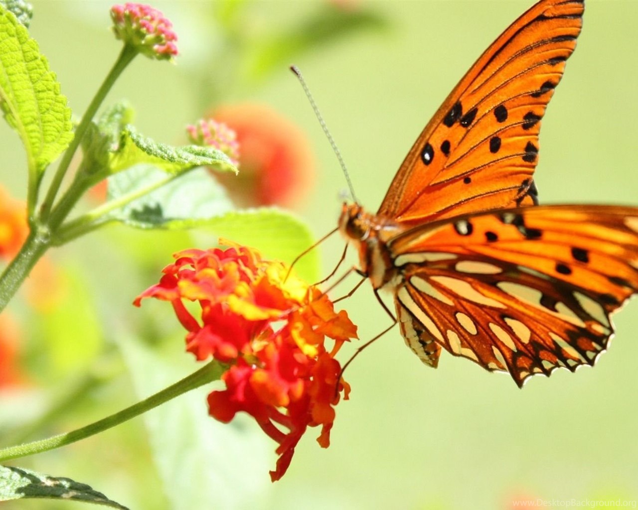 Featured image of post Butterfly Desktop Wallpaper Hd 3D Full Screen Nature / You can find the best and most beautiful hd nature wallpapers of pexels on this page.