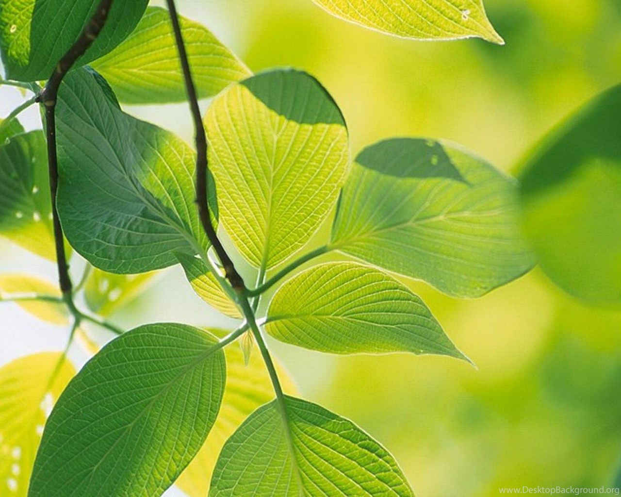 Tea Leaves Hd Wallpaper Tea Leaves Images New Wallpapers Desktop
