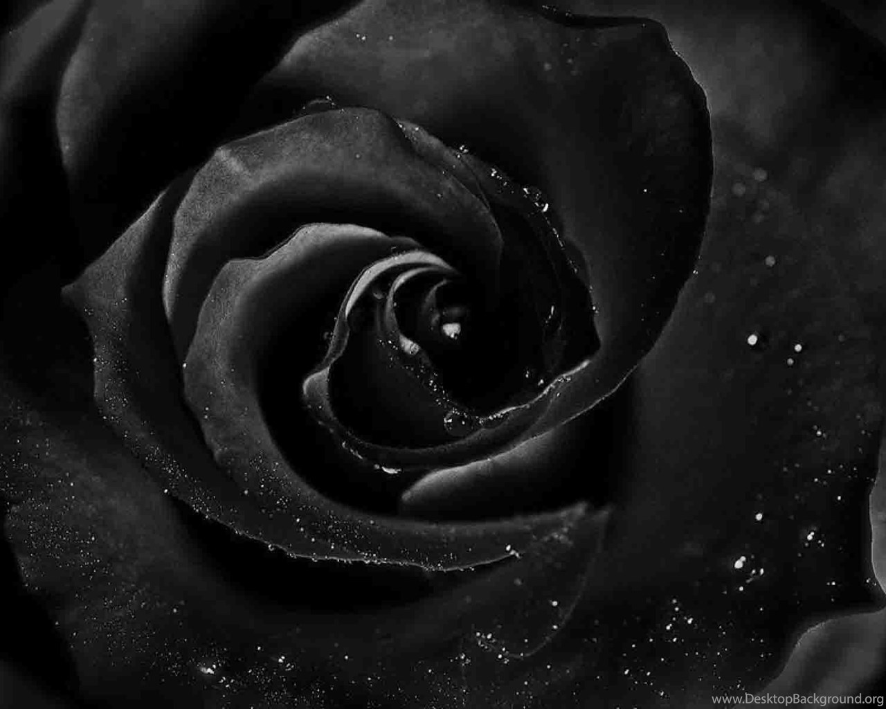  Black  Roses  HD  Wallpapers  Free Download Desktop Background