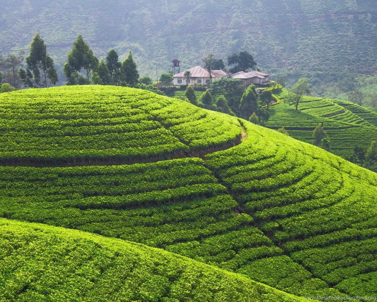 Рис шри ланка. Шри Ланка плантации чая. Чайные плантации в Китае. Дарджилинг чайные плантации. Чайные плантации Шри Ланки.