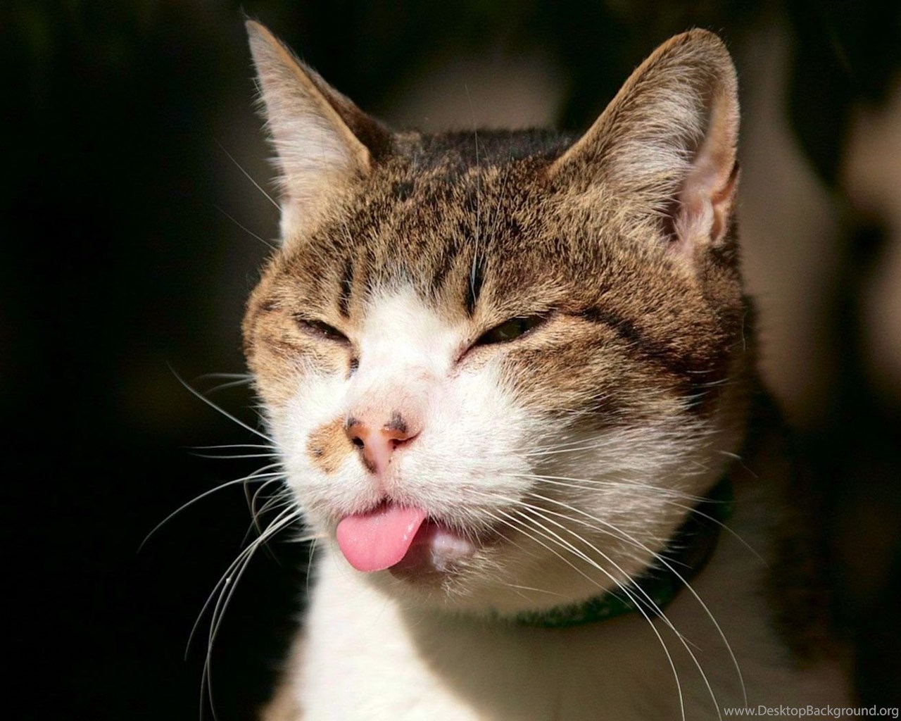 Funny Cat Face Wallpapers & This Funny Cat Wallpapers Make Smile Laugh