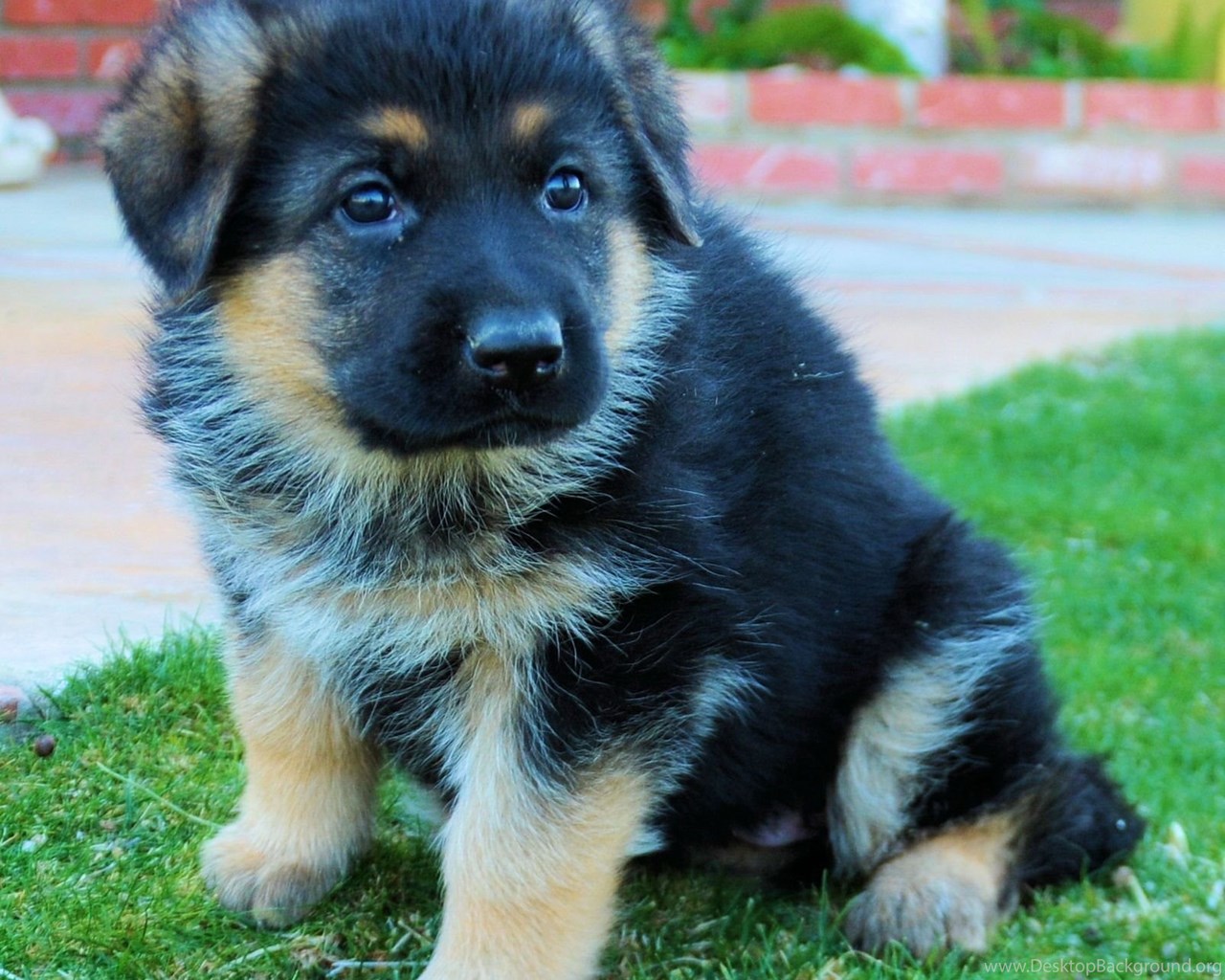 Download Cute German Shepherd Puppies Images Fullscreen Standart 5:4 1280x1...