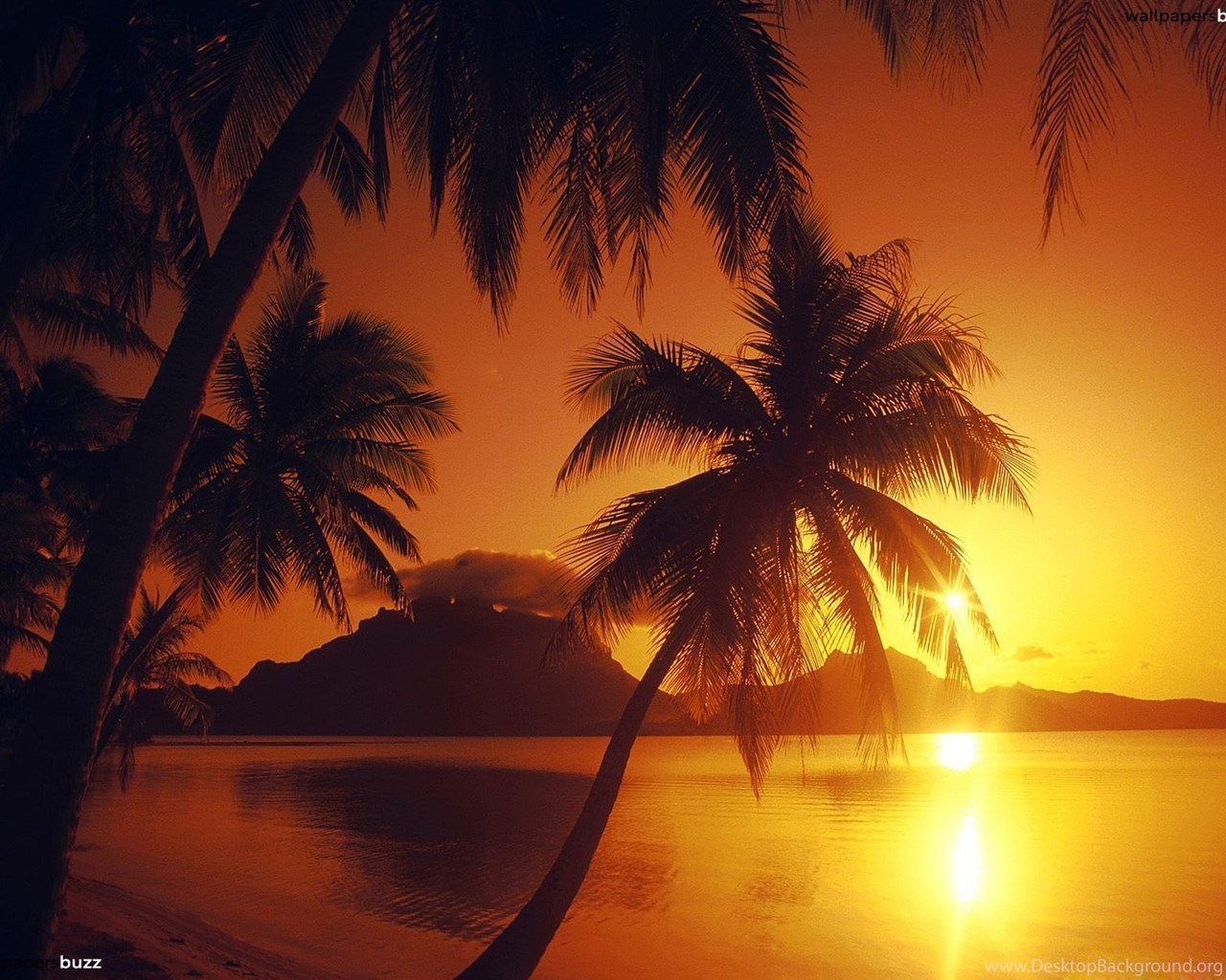 Baile do coqueiro 5 speed up. Тропический закат. Пальмы на закате. Море пальмы закат. Пляж закат.