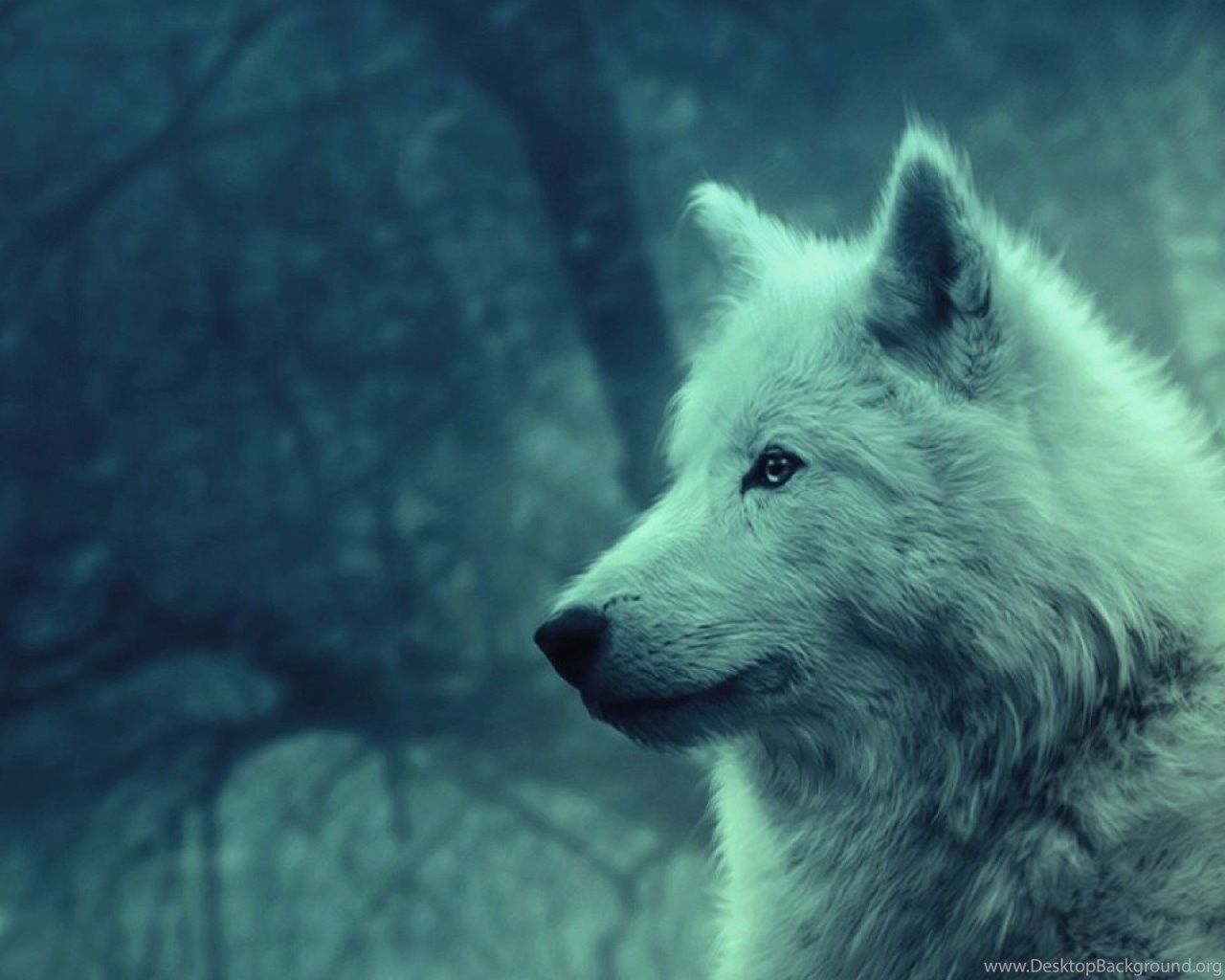 Wolf lighting. Волк на Аобой. Алекс волк. Белый волк на цепи. Волк на документы.