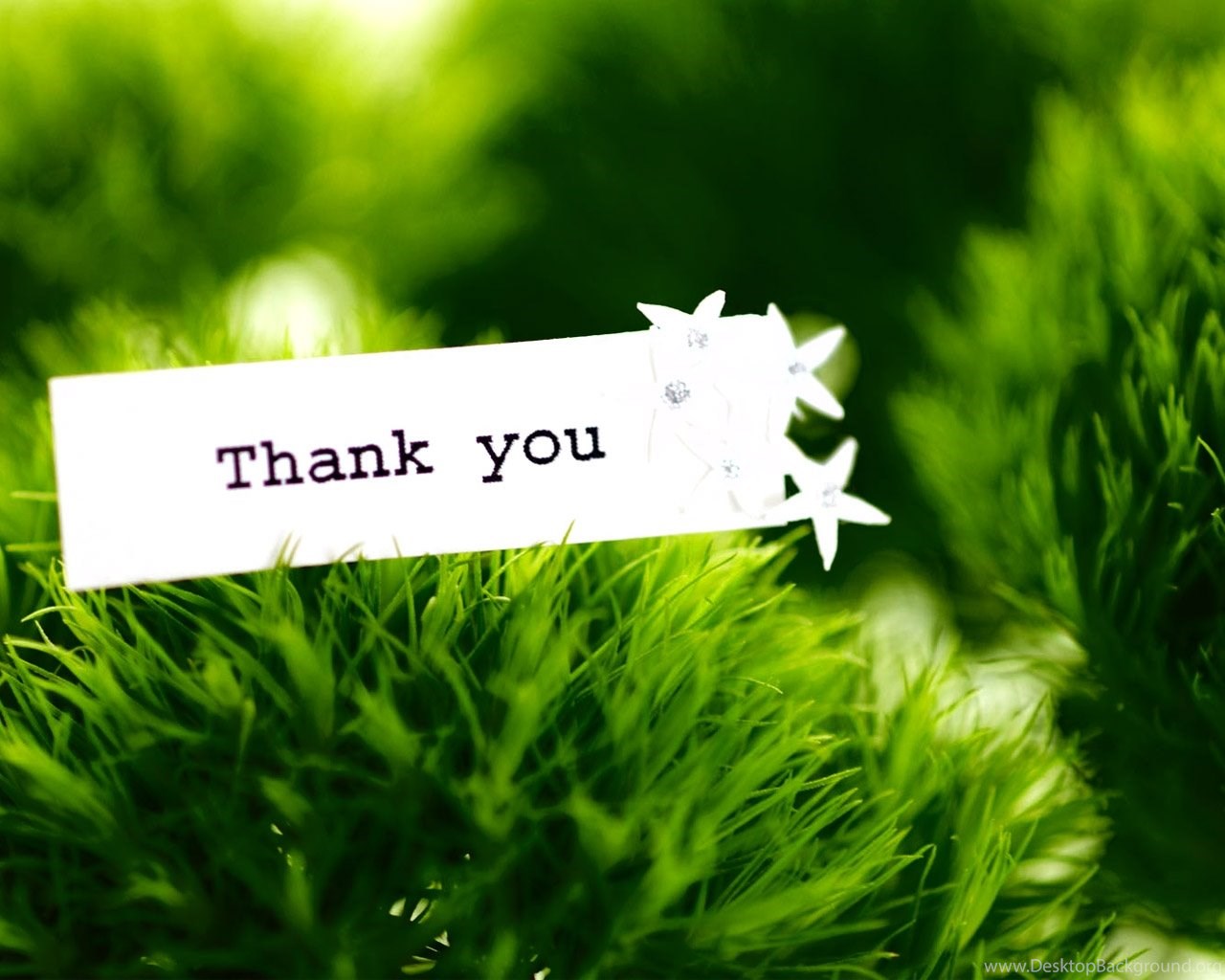 Thank you картинки для презентации