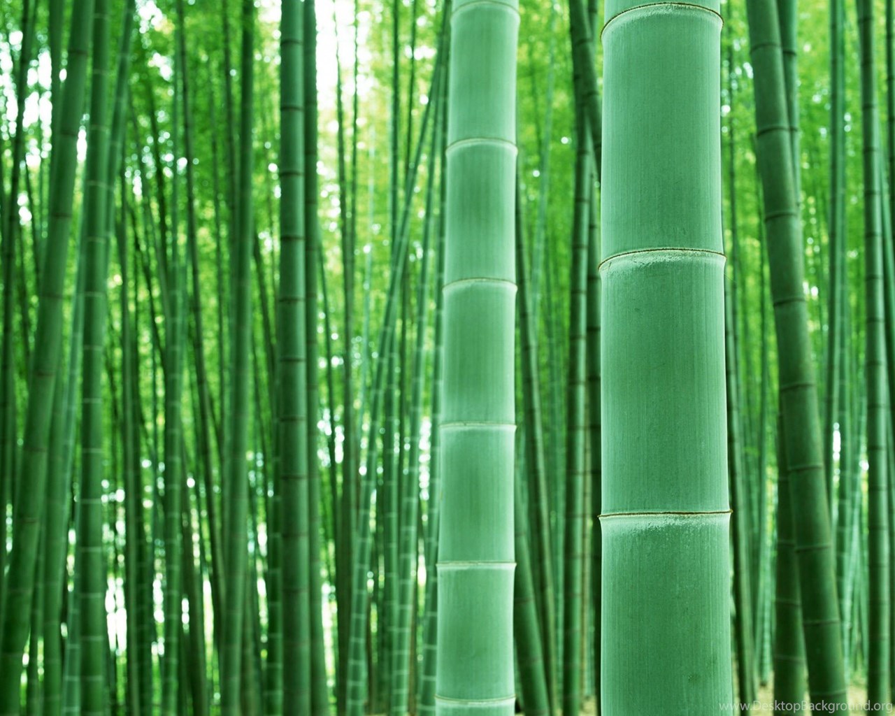 Биг бамбу big bambooo com. Бамбук садовый широколистный. Бамбук Moso. Бамбук Мосо Хубэй. Бамбук Мосо семена.