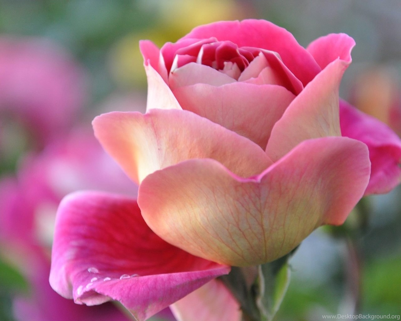 Rose Flower Wallpaper Hd Full Screen Download