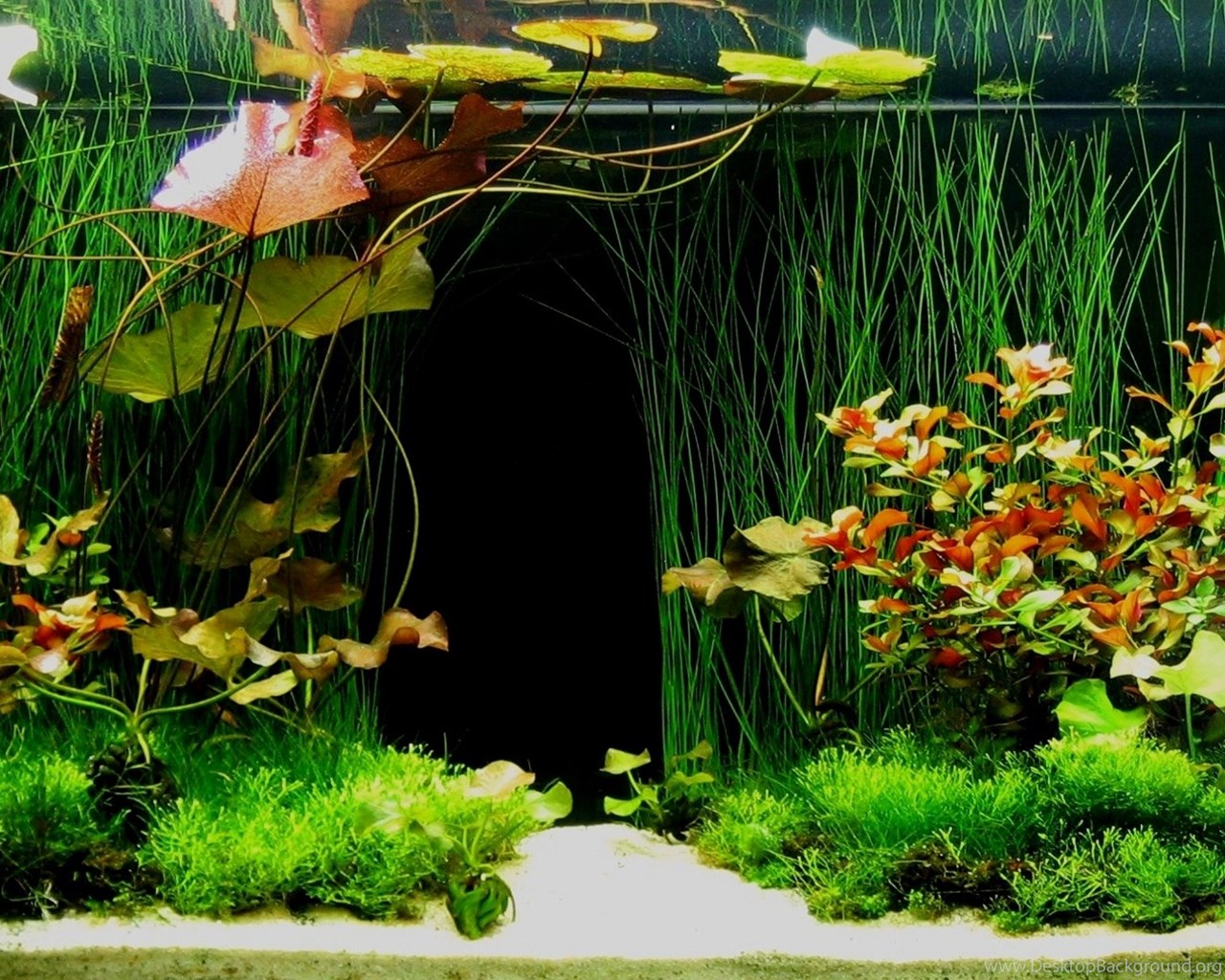 fish tank hd wallpapers 1080p fish tank hd wallpapers 1080p