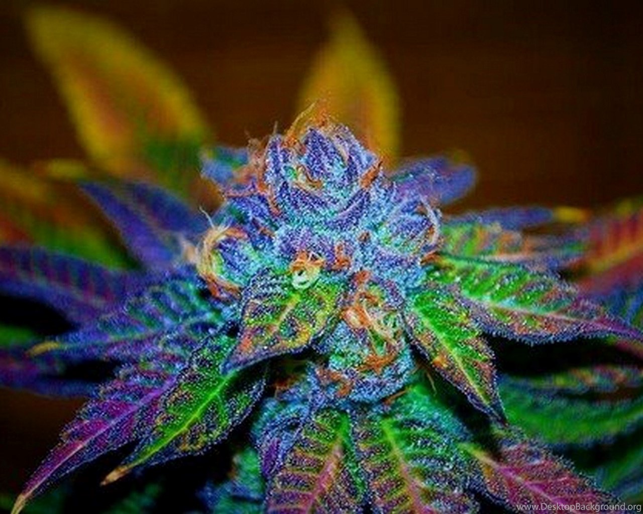 Цвет шишки марихуаны как закрыть браузер тор hydra