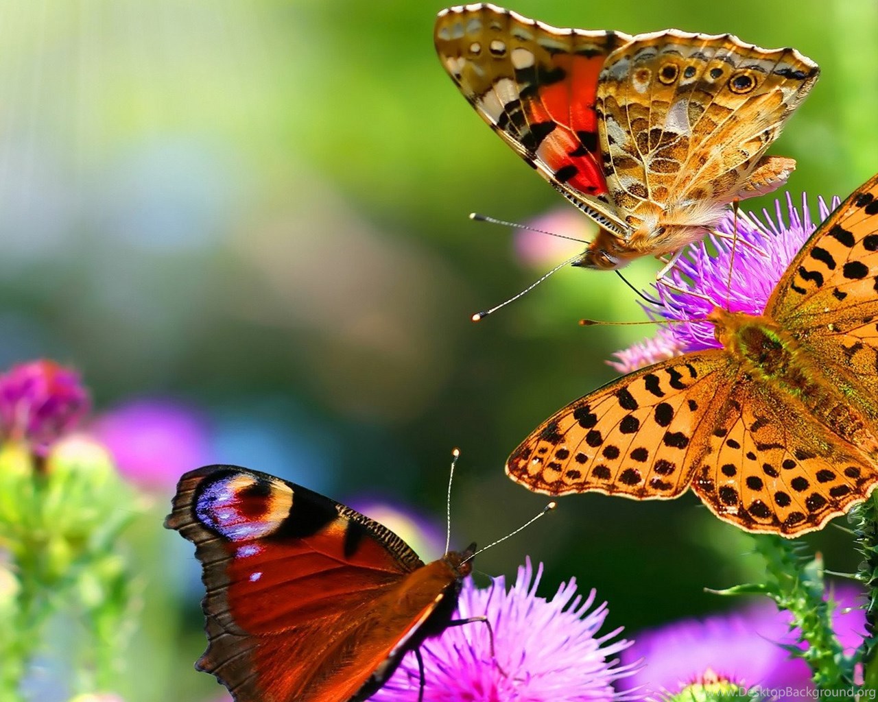 HD Purple Animated Butterfly Wallpapers HD Full Size ...