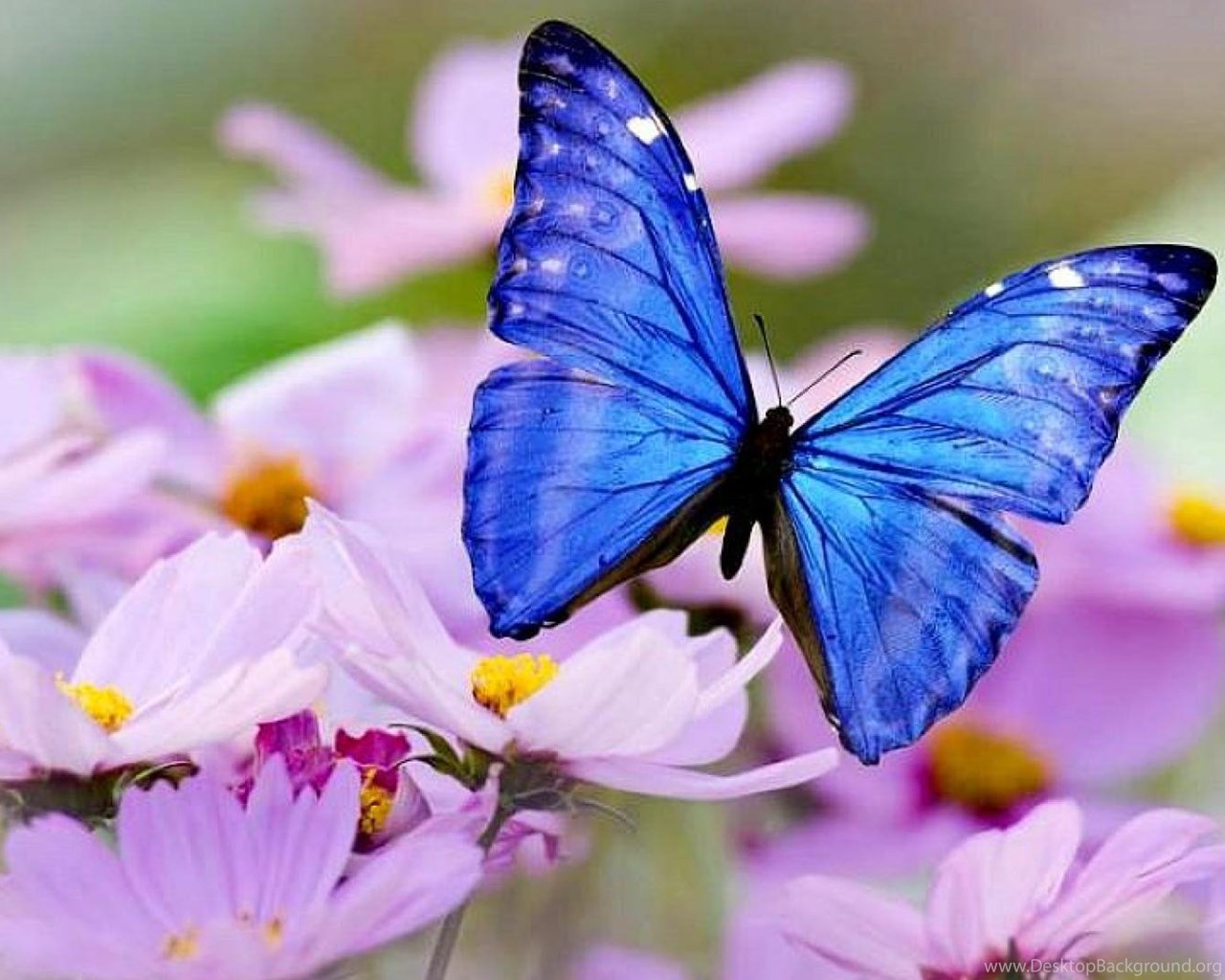 Розово голубая бабочка. Бабочка на цветке. Голубая бабочка. Бабочки в цветах. Нежные бабочки.