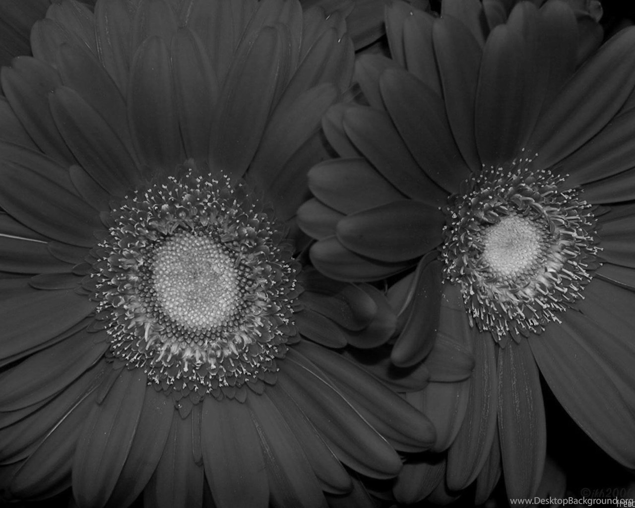 Flowers Black And White Red Sunflower Wallpaper Black And White