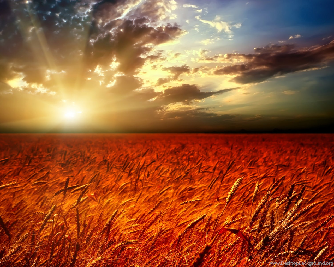 Пшеничное солнце. Пшеничное поле. Рожь на закате. Закат в поле. Поле пшеницы на закате.