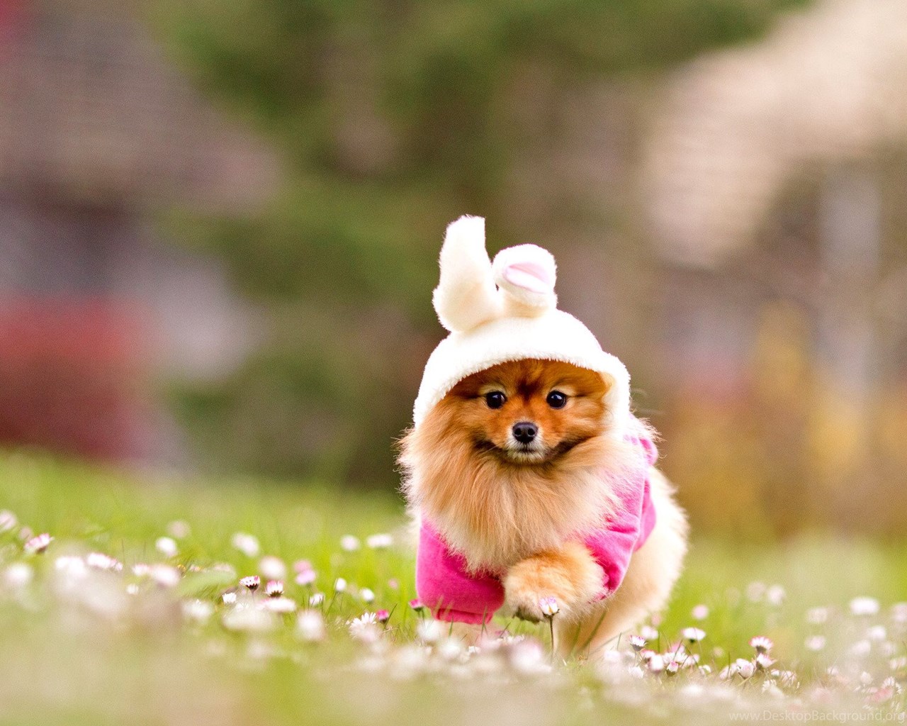 Lovely Dog Wallpapers Download Wallpapers Cute Puppy Desktop Background