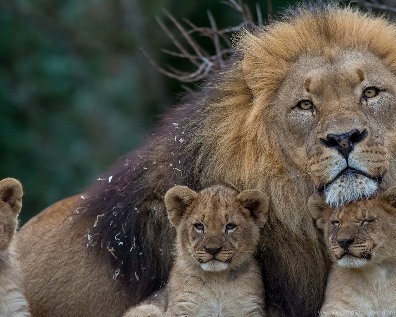 lion desktop wallpapers with high