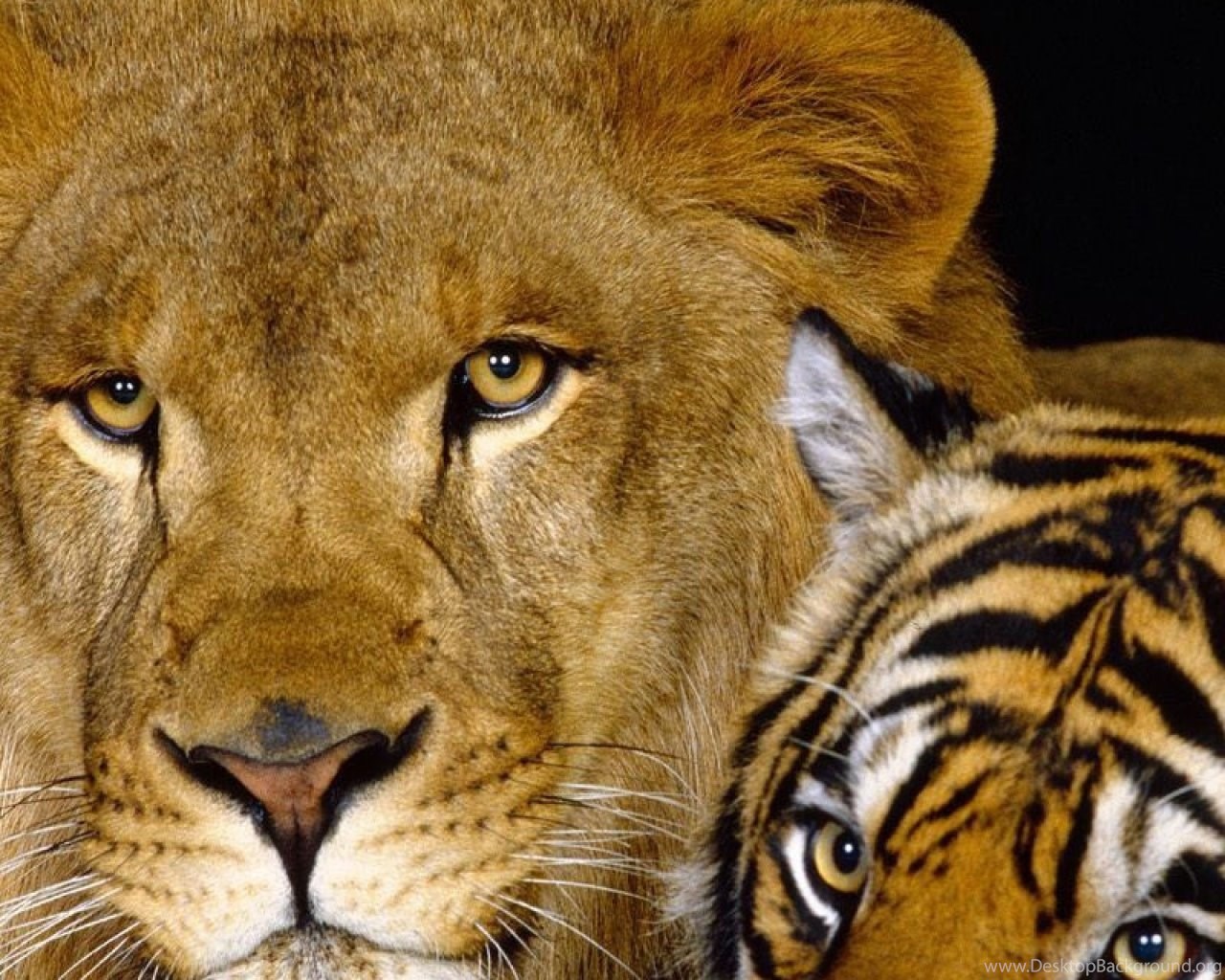 Про лев тигра. Лев и тигр. Тигр и львица. Тигр и львица любовь. Лев и тигрица.