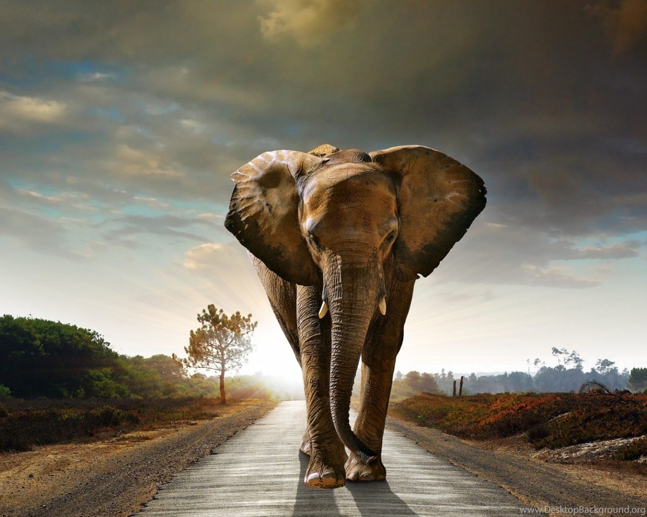 Elephant Full Hd 1080p Desktop Wallpapers Desktop Background