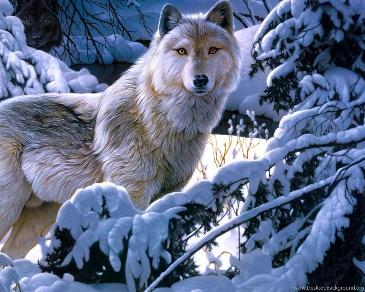 Animal Wallpaper White Wolf Wallpapers For Android Hd Backgrounds Desktop Background