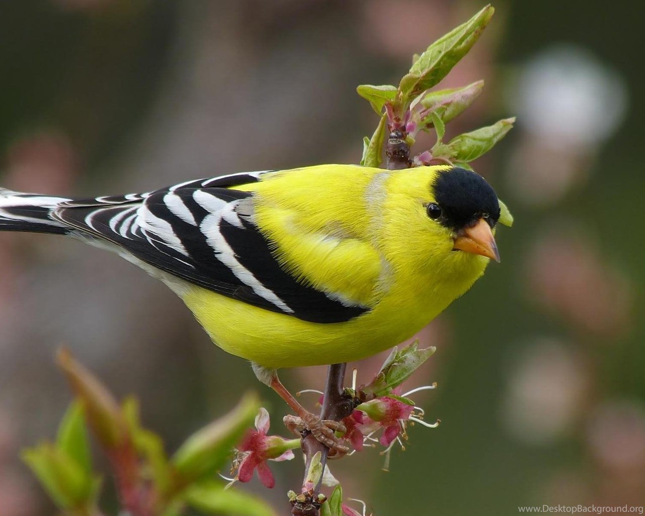 Птица с желтыми полосками на крыльях