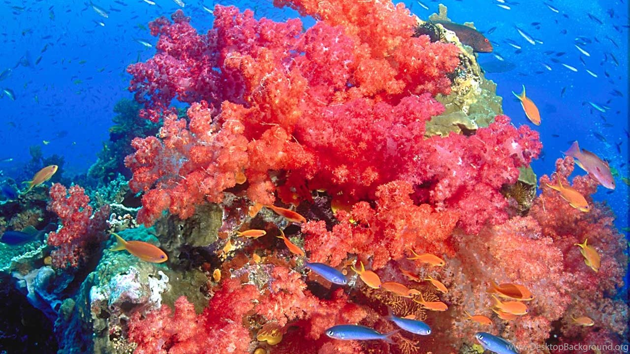 Коралловый риф отзывы. Биоценоз кораллового рифа. Лабрадор риф коралловый. Коралловые рифы карбонат. Самые красивые коралловые рифы.