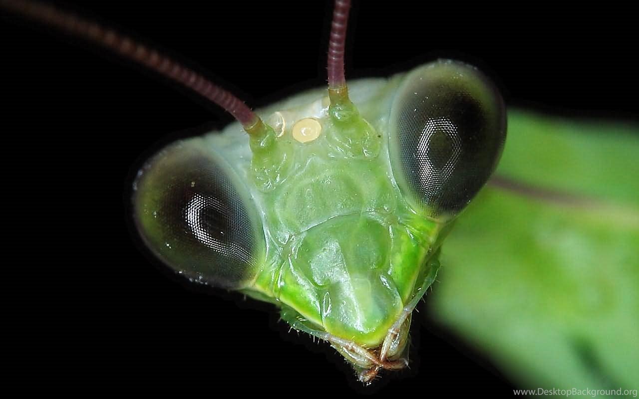 Насекомые живые существа. Светящийся богомол. Личинка светлячка. Светлячок под микроскопом. Зеленые животные.