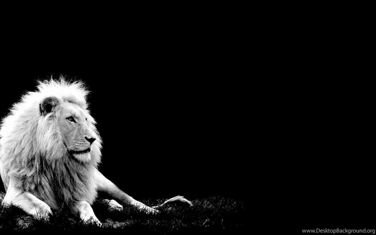 Wallpapers White Lion Hd Cub King Desktop Background
