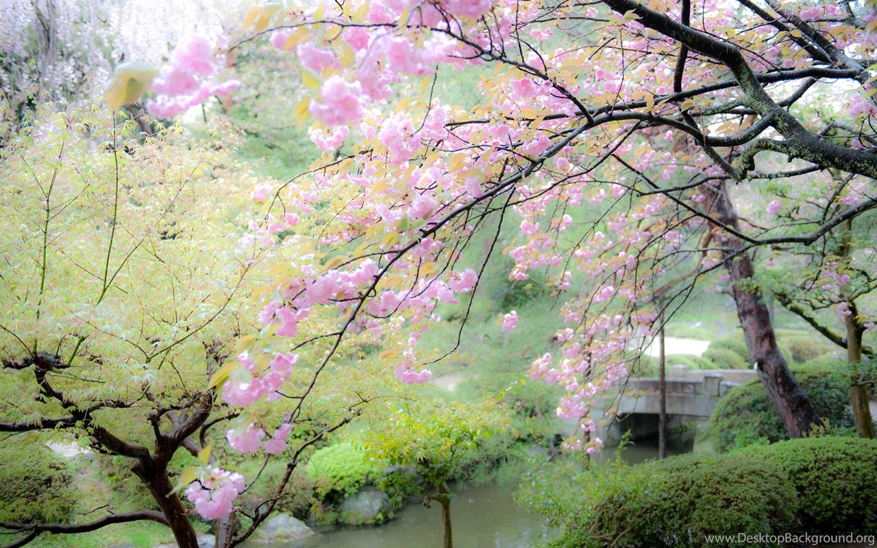 Download Jeffrey Friedl's Blog " Cherry Blossoms In The Rain At T...