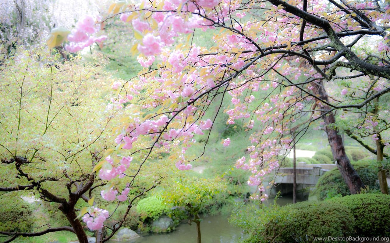 Download Jeffrey Friedl's Blog " Cherry Blossoms In The Rain At T...
