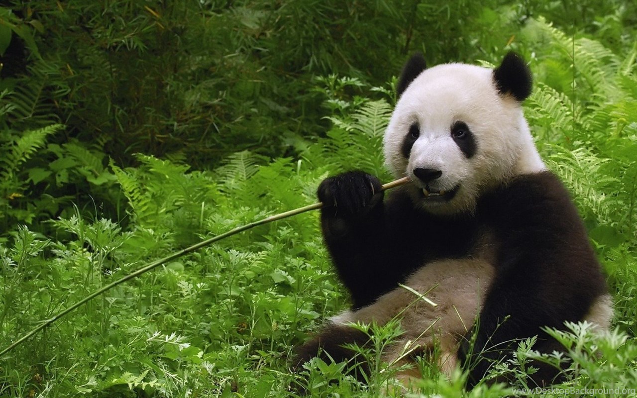Cute Panda Wallpapers Desktop Background Cute Panda Wallpapers Desktop Background