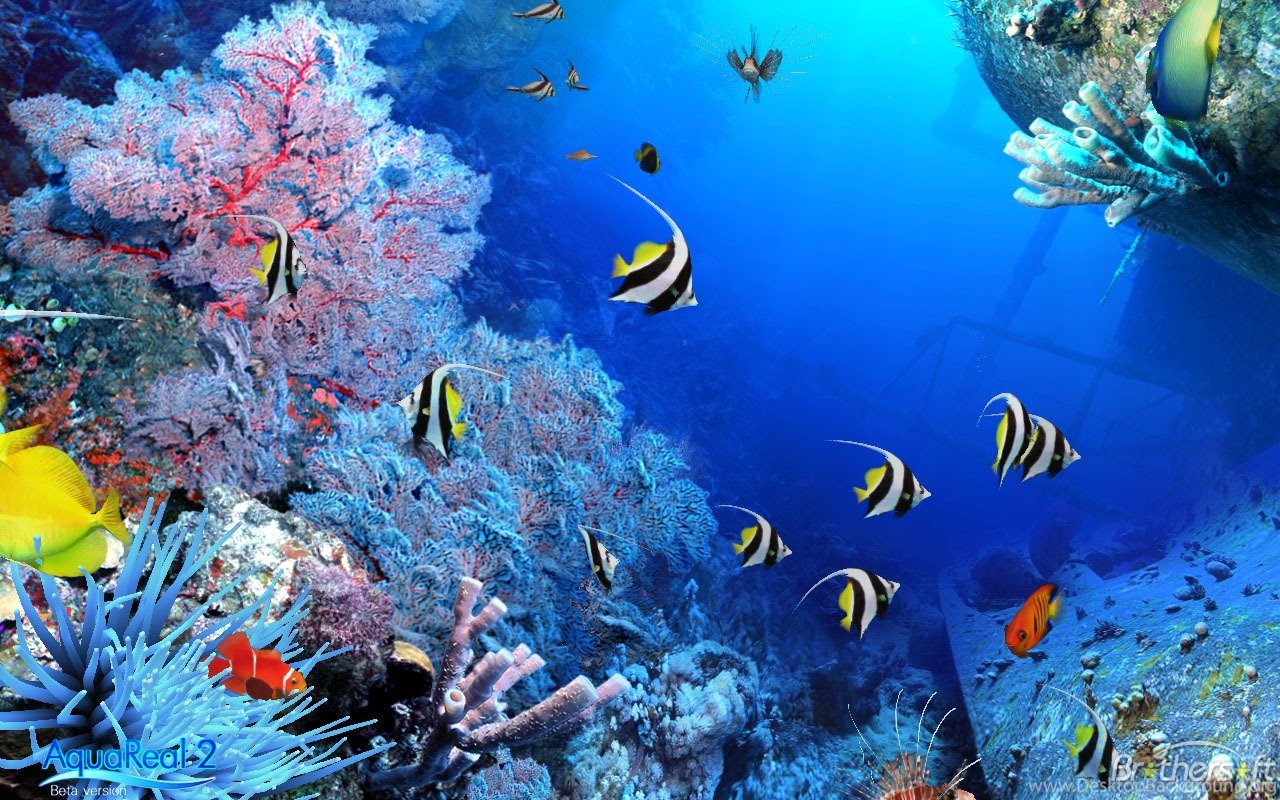 3d Aquarium Wallpapers Free Download. Download Fish Tank 3d Live