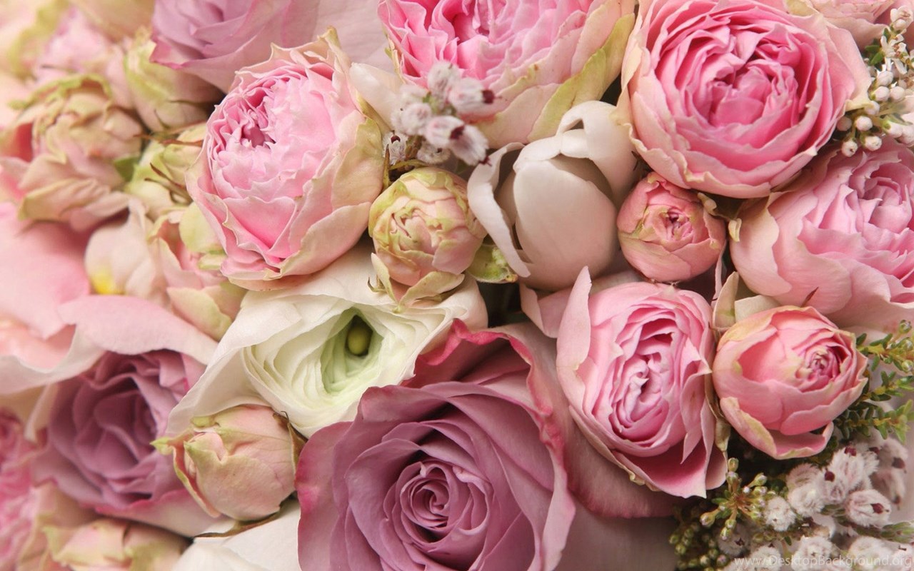 Vintage Rose Wallpapers 69 Rose Flower Images Rose Pictures And