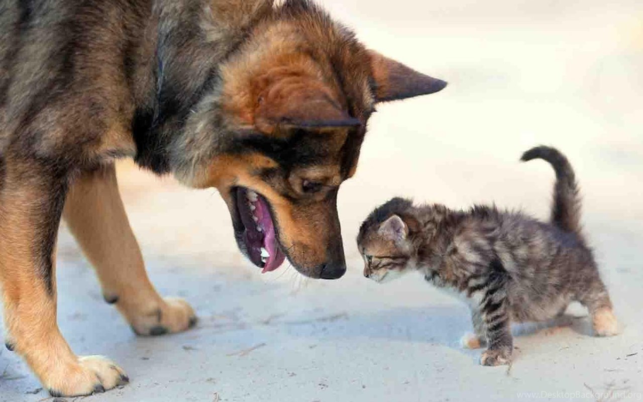 Кошки гоняют собак. Кошки и собаки. Кот и собака дружат. Собака с кошкой дружат. Овчарка и кот.
