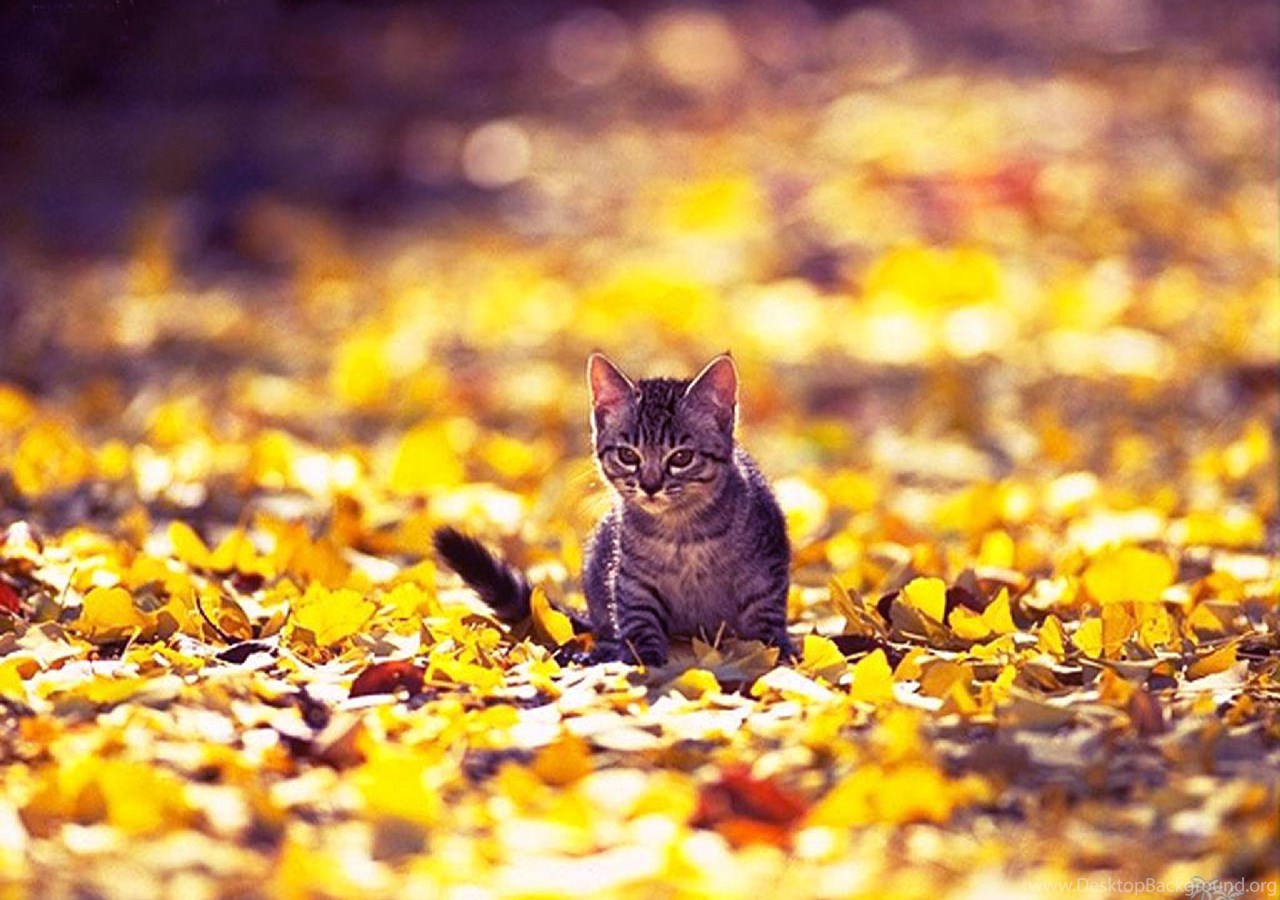 Кот в листьях картинки