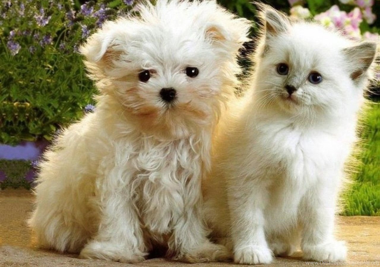 Маленькие собачки маленькие кошки