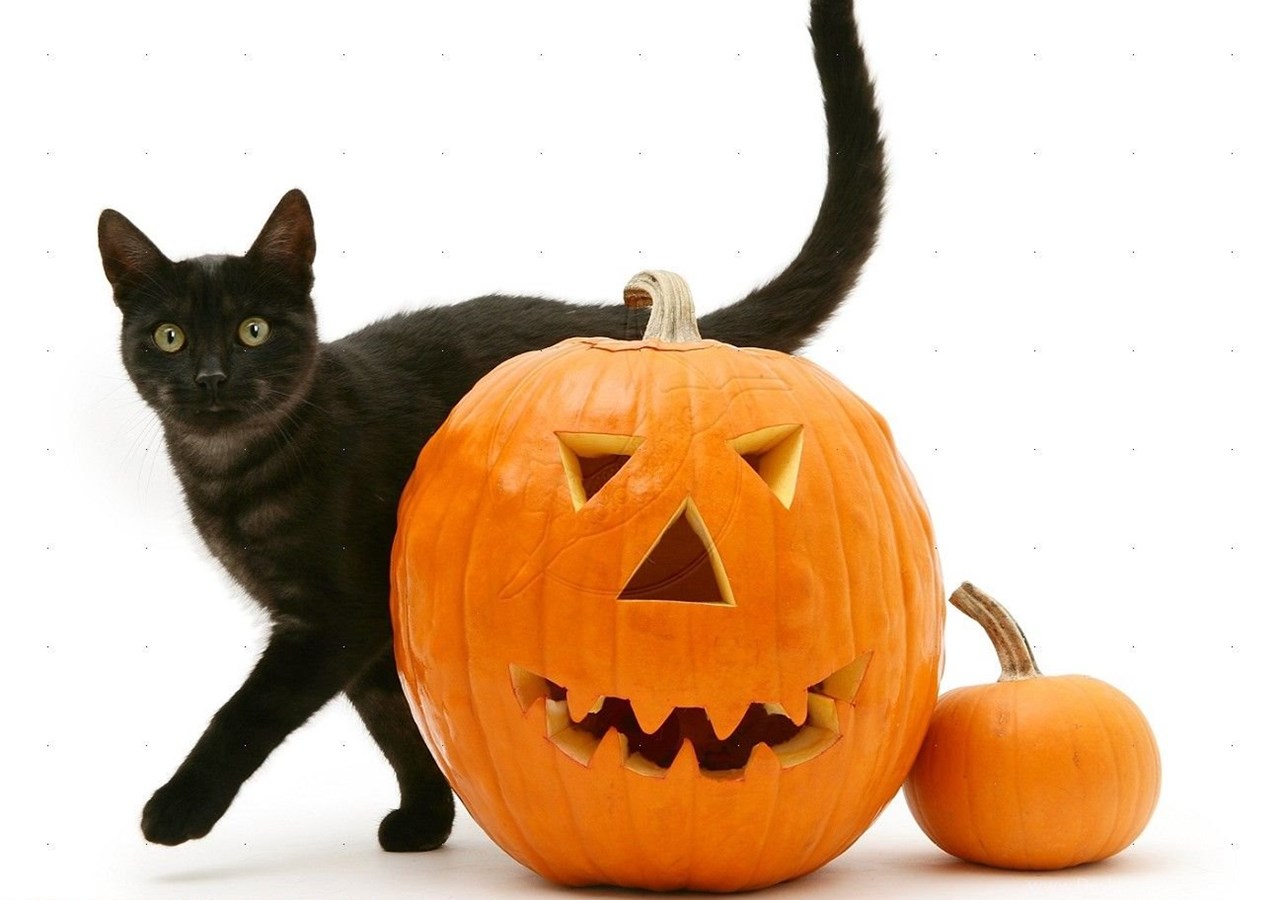Котики хэллоуин