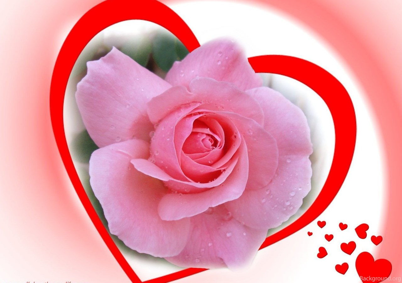Love Pink Rose Wallpaper Dsc Jpg Desktop Background