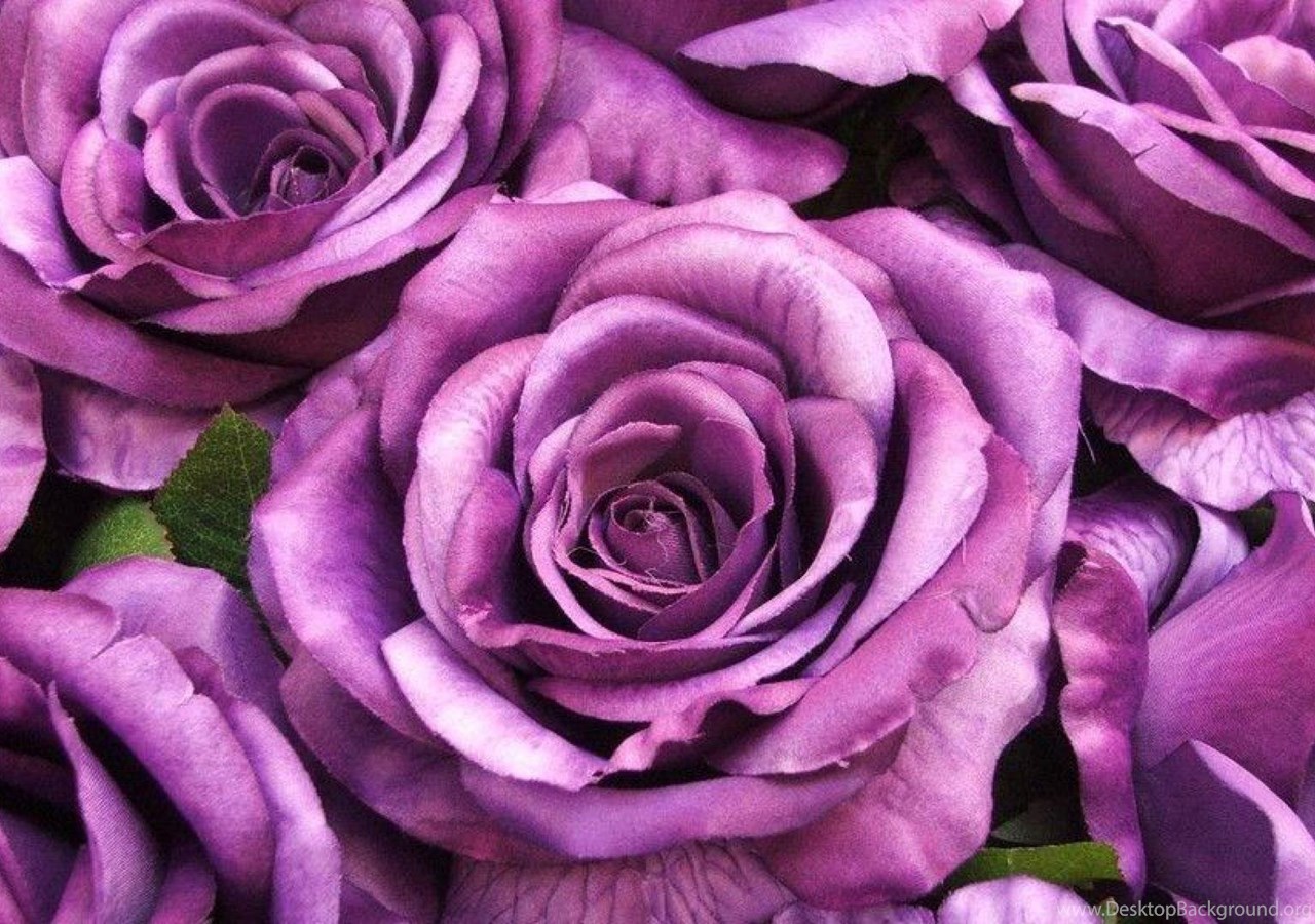 Download Big Purple Roses Wallpapers And Images Wallpapers, Pictures, Photo...