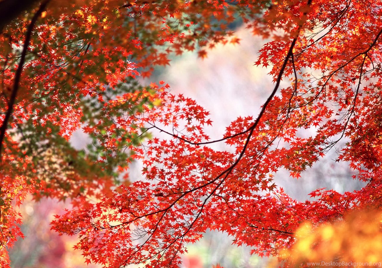 Red Maple Leaf Hd Wallpapers ImgMob Desktop Background
