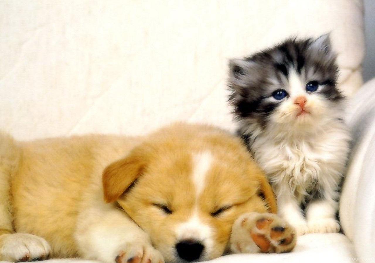 Можно кошечки собачки. Котики собачки. Красивые собачки и кошечки. Милые котятки и щенки. Самые милые котята и щенки.