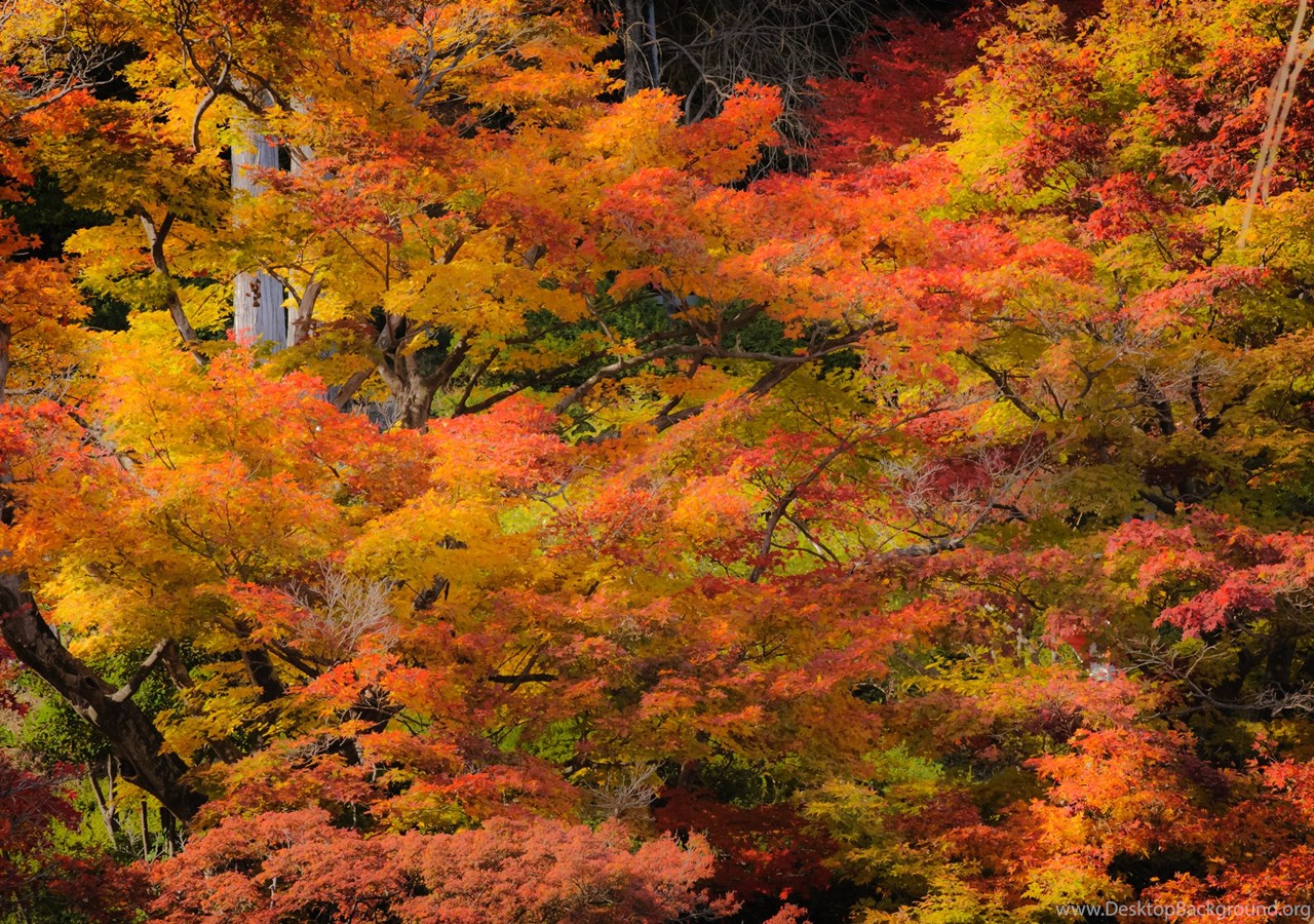 Download Jeffrey Friedl's Blog " Kyoto Fall Foliage 2012 Preview:...