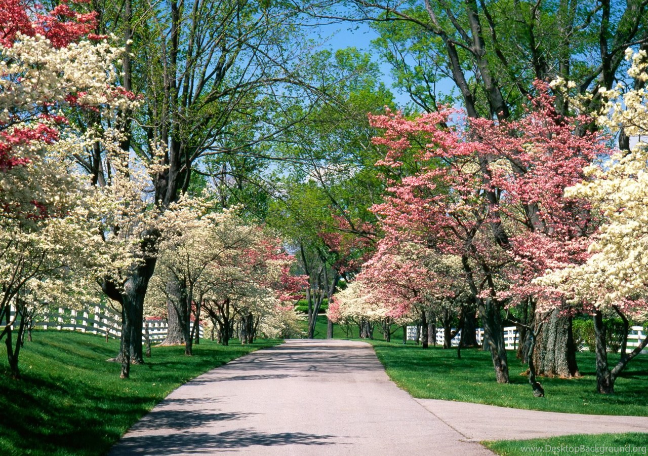 Dogwood Art Festival In Knoxville, Tennessee Desktop Background