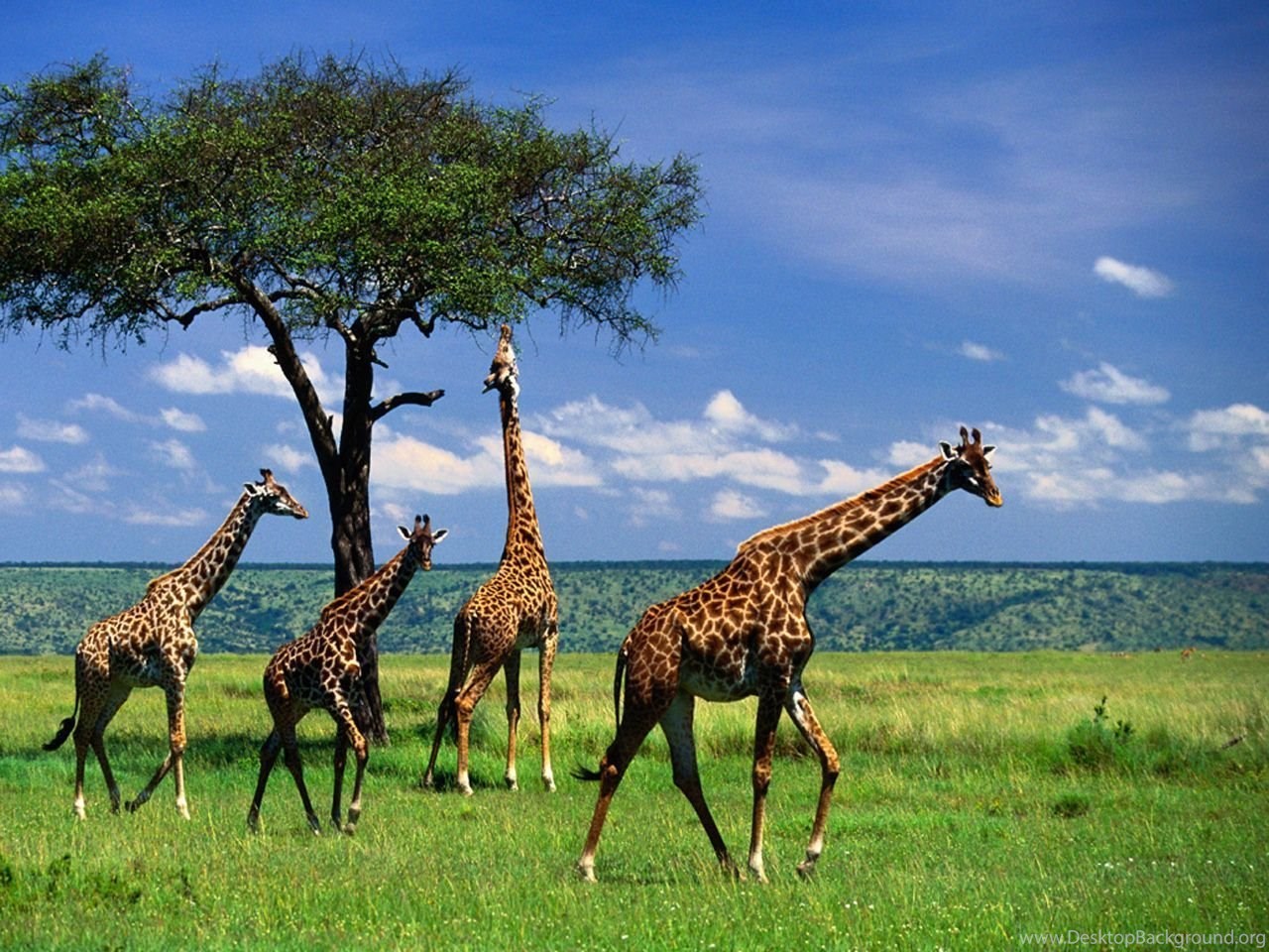 Сколько жирафов в мире. Жираф саванны Африки. Африканская Саванна Жирафы. Родезийский Жираф. Жирафы в саванне.