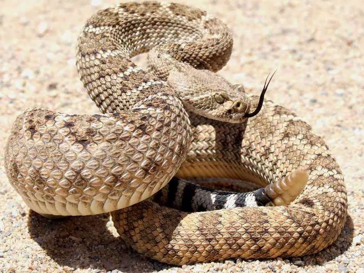 Гремучая змея относится к отряду. Гадюка гремучая змея. Гремучник Мохаве. Техасский гремучник змея. Рогатая Песчаная гадюка.